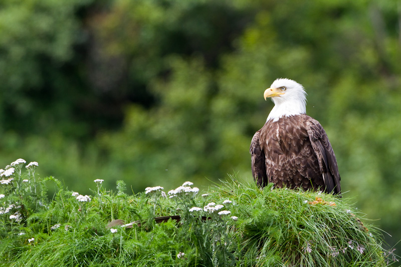 Bald Eagle